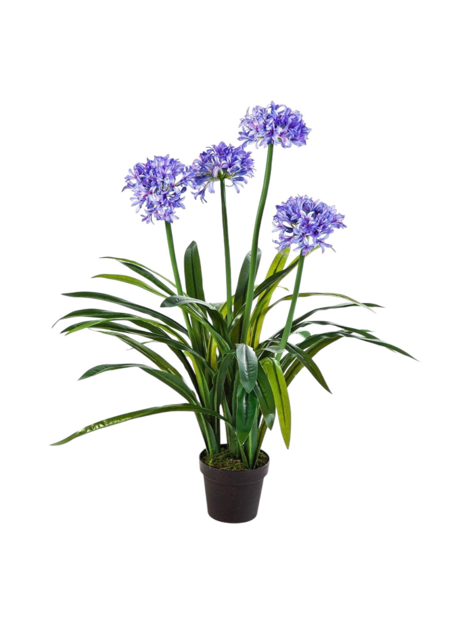 agapantha plant 90cm
