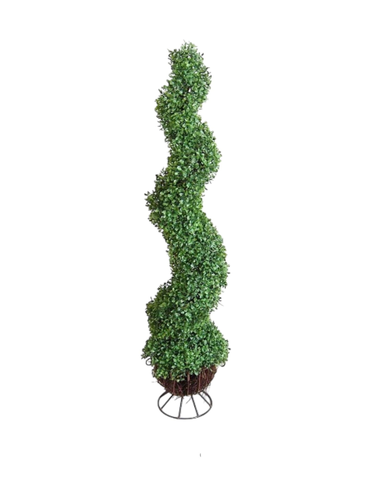 boxwood spiral