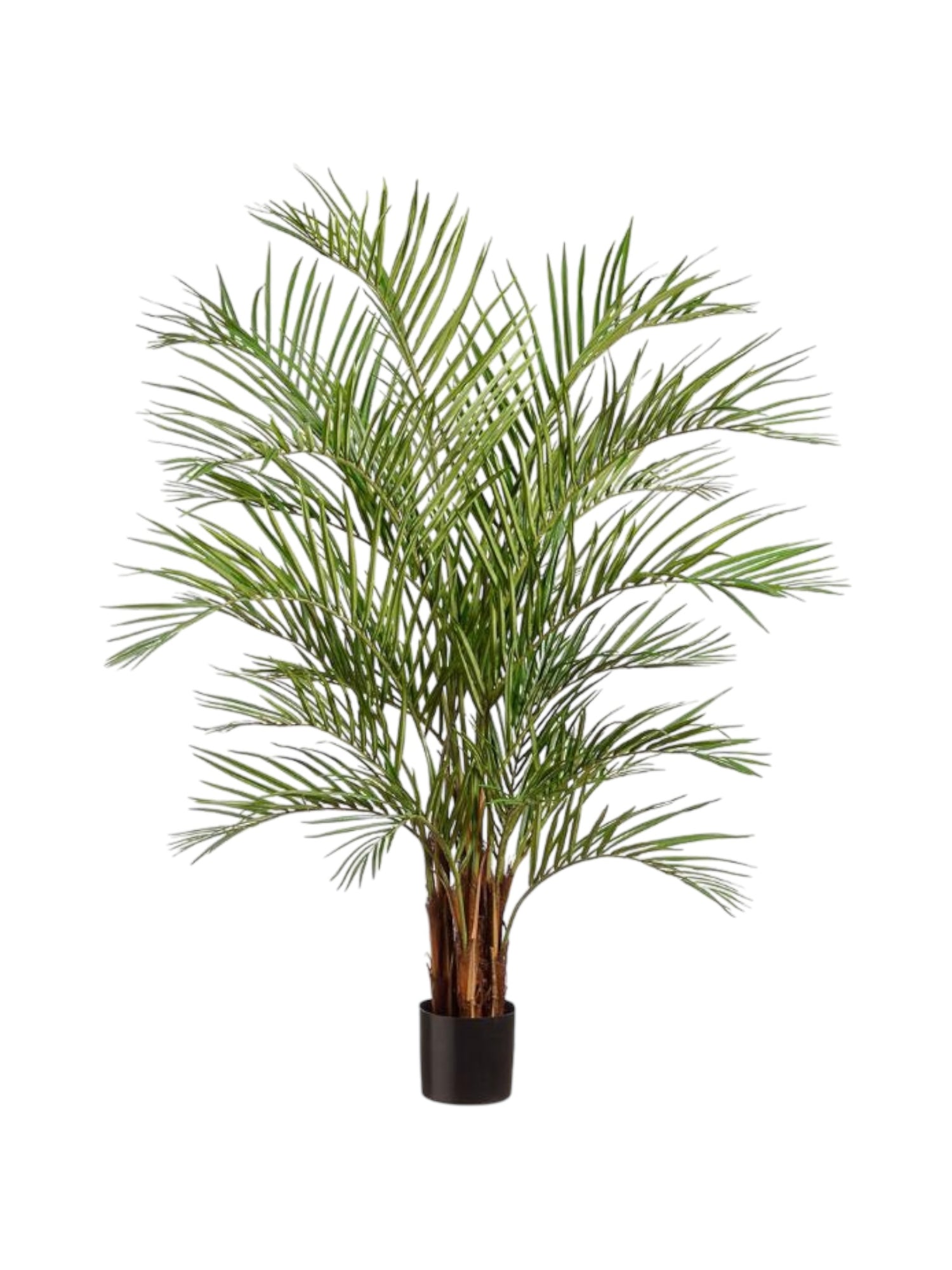 6ft areca palm multi stem 180cm