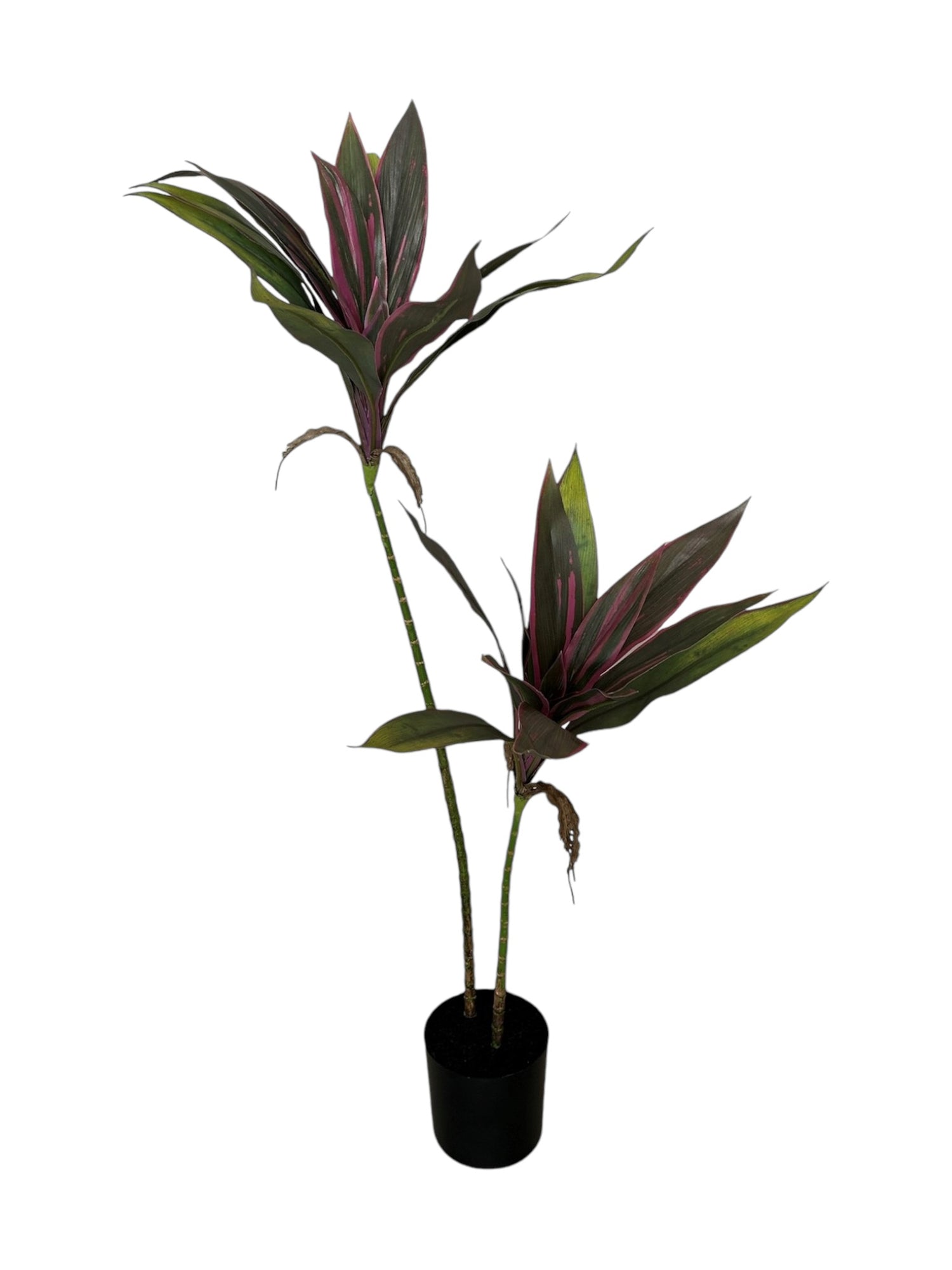 3ft cordyline plant