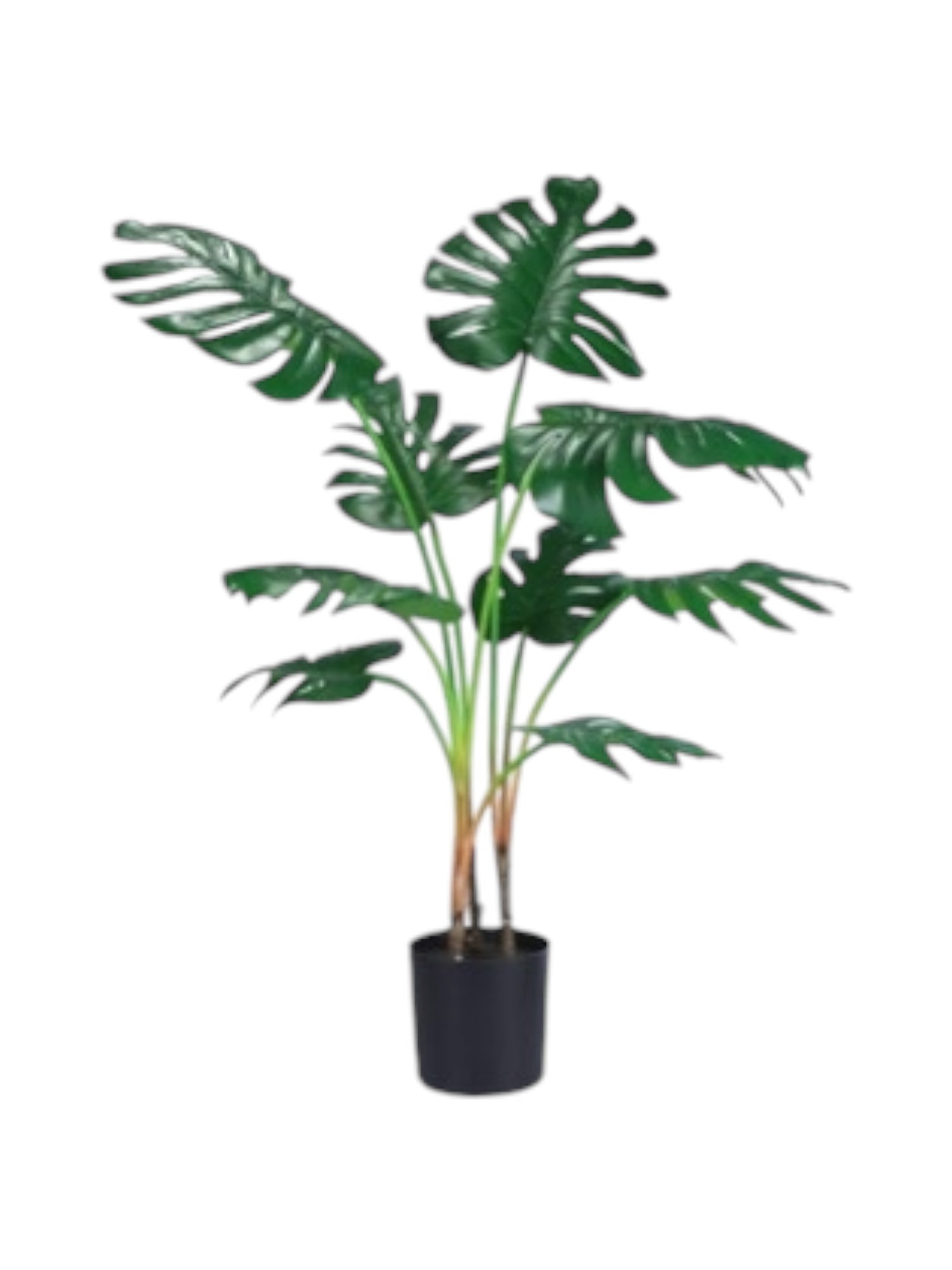 3ft (36'')split philo tree 11lvs