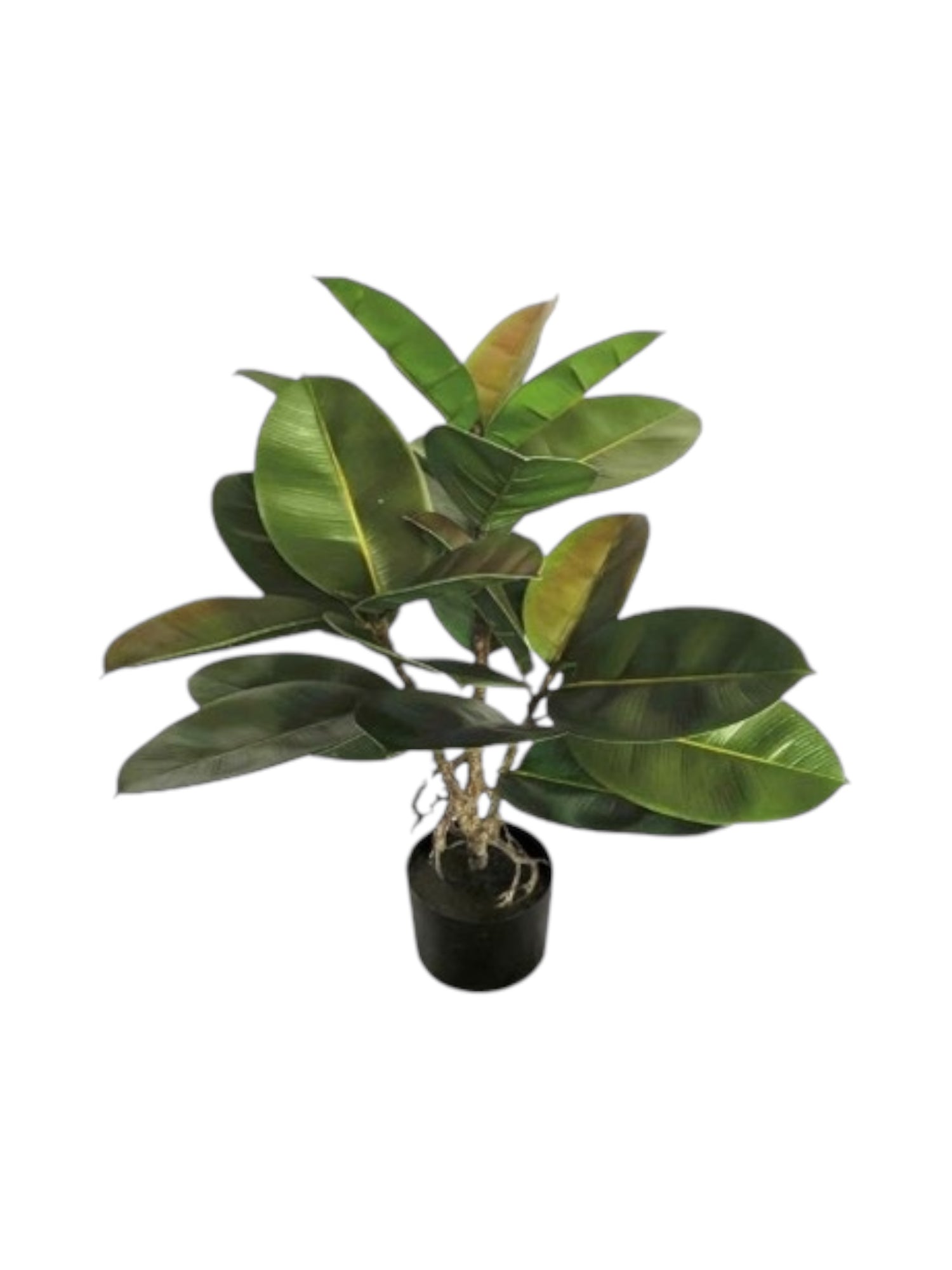 3ft rubber plant 21lvs