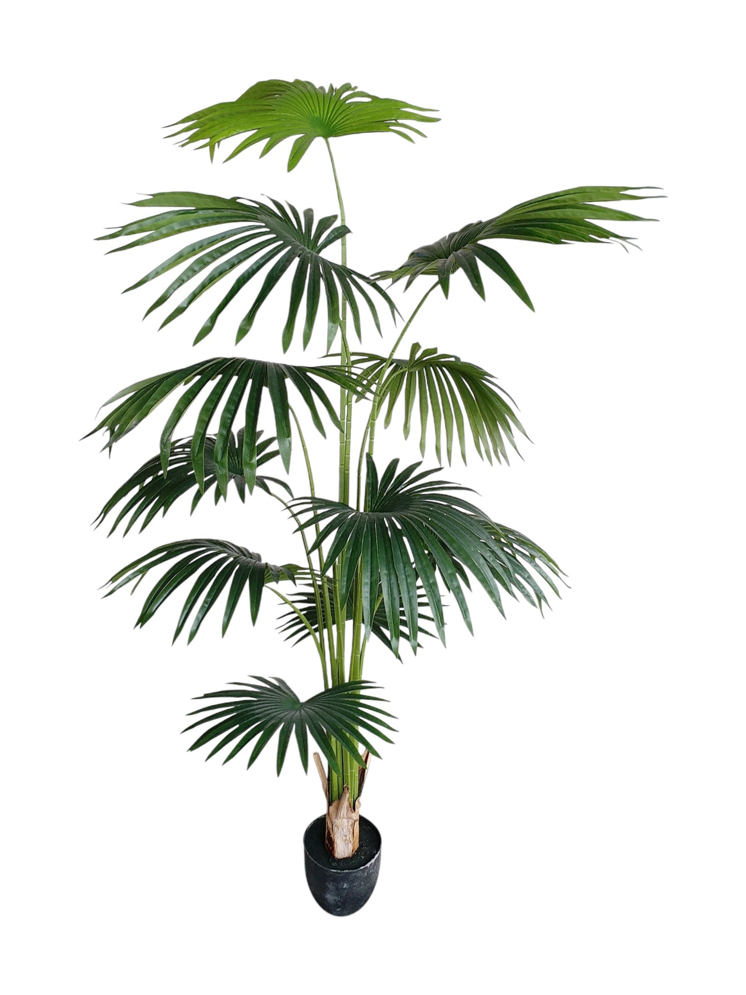 palm fan