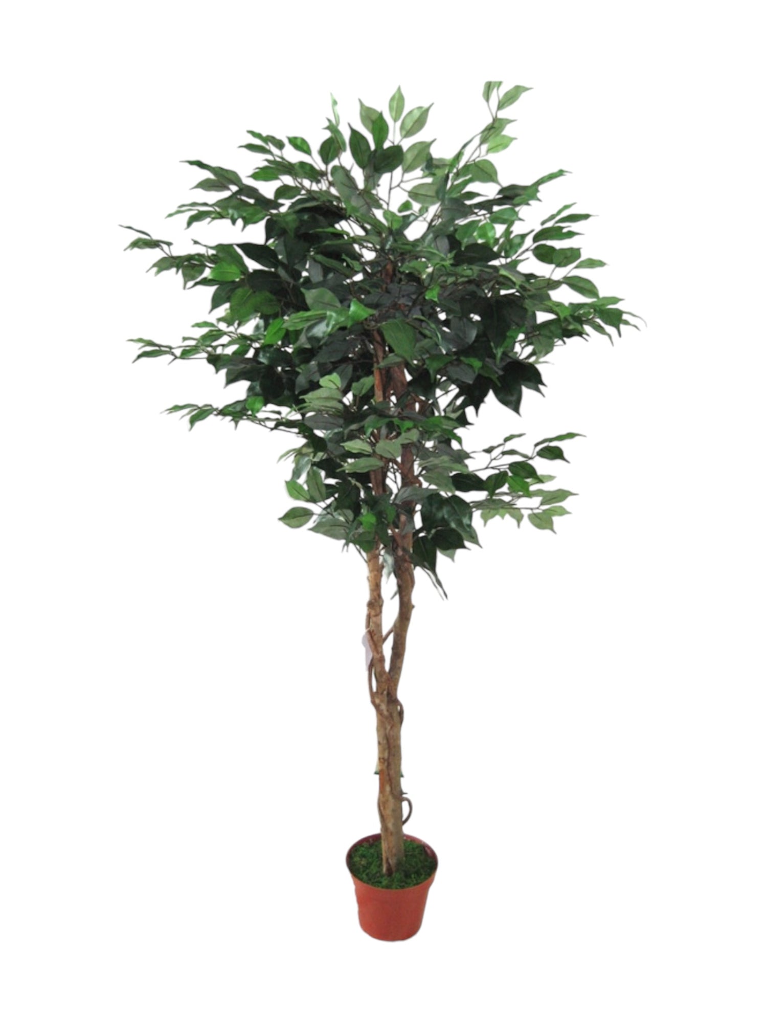 ficus