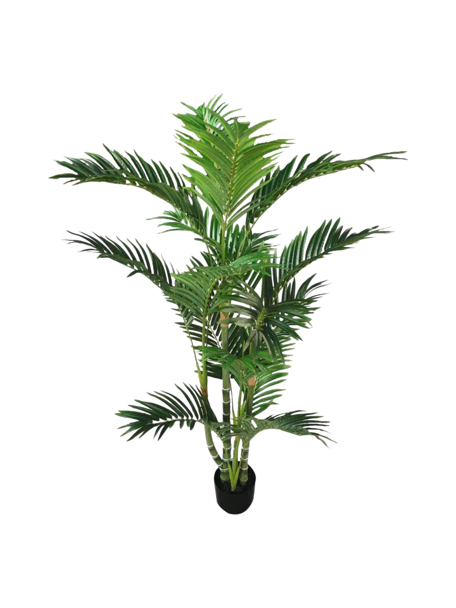 areca palm