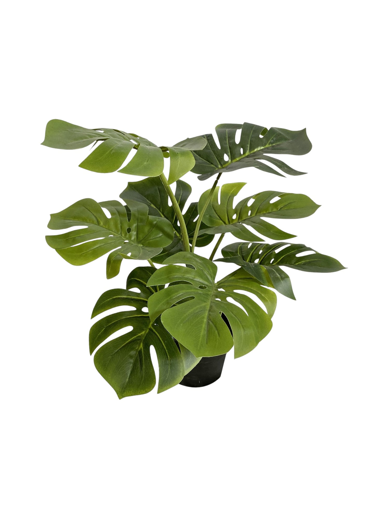 del monster split philo 31'' 8lvs green
