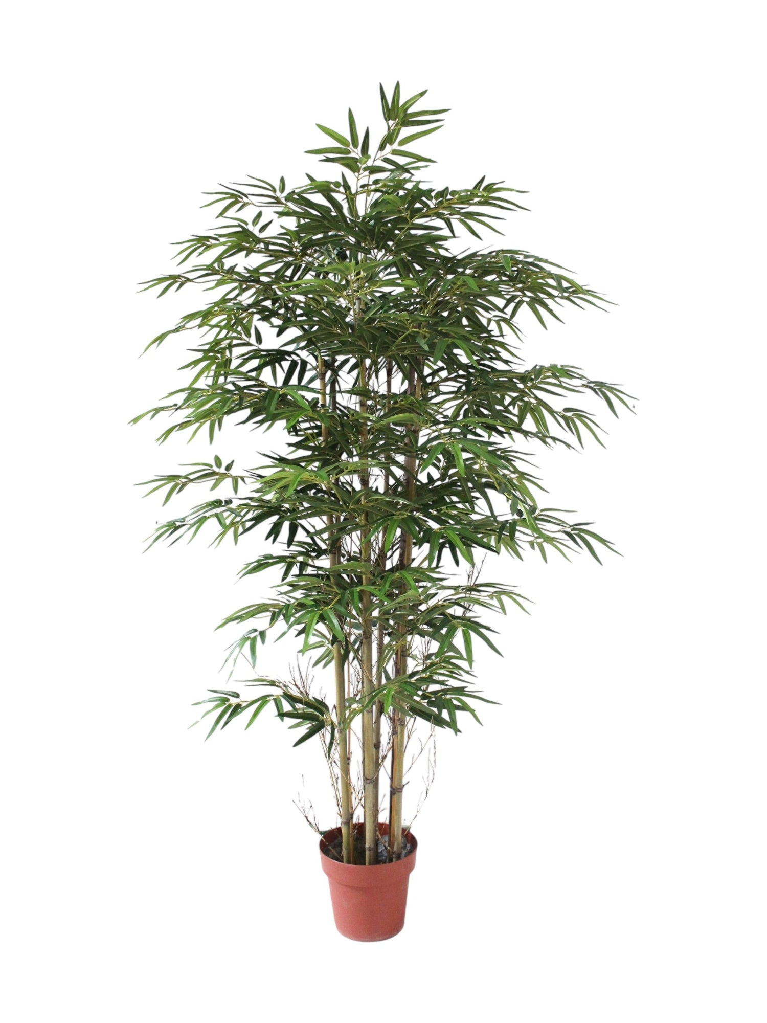 japanese bamboo