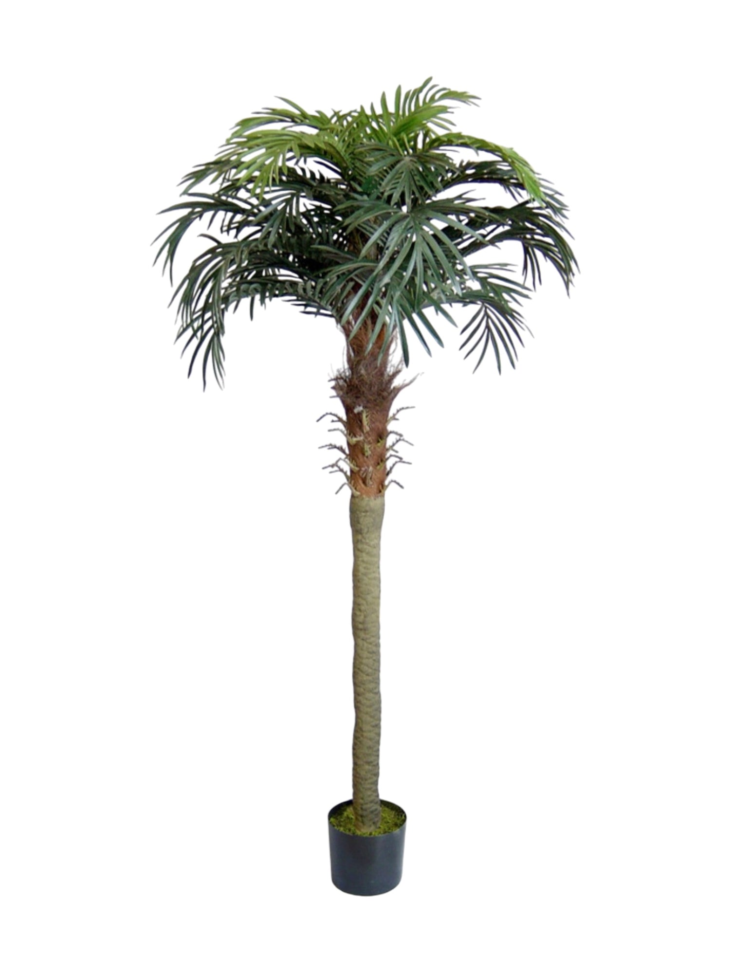 phoenix palm