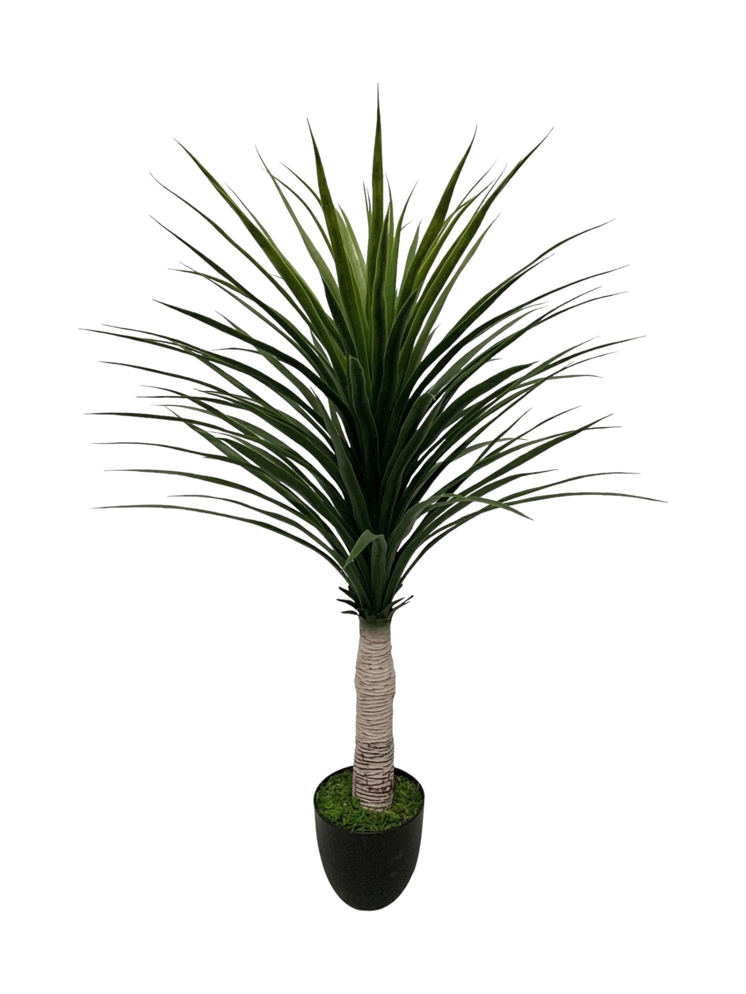 4ft liriope tree 100 lvs