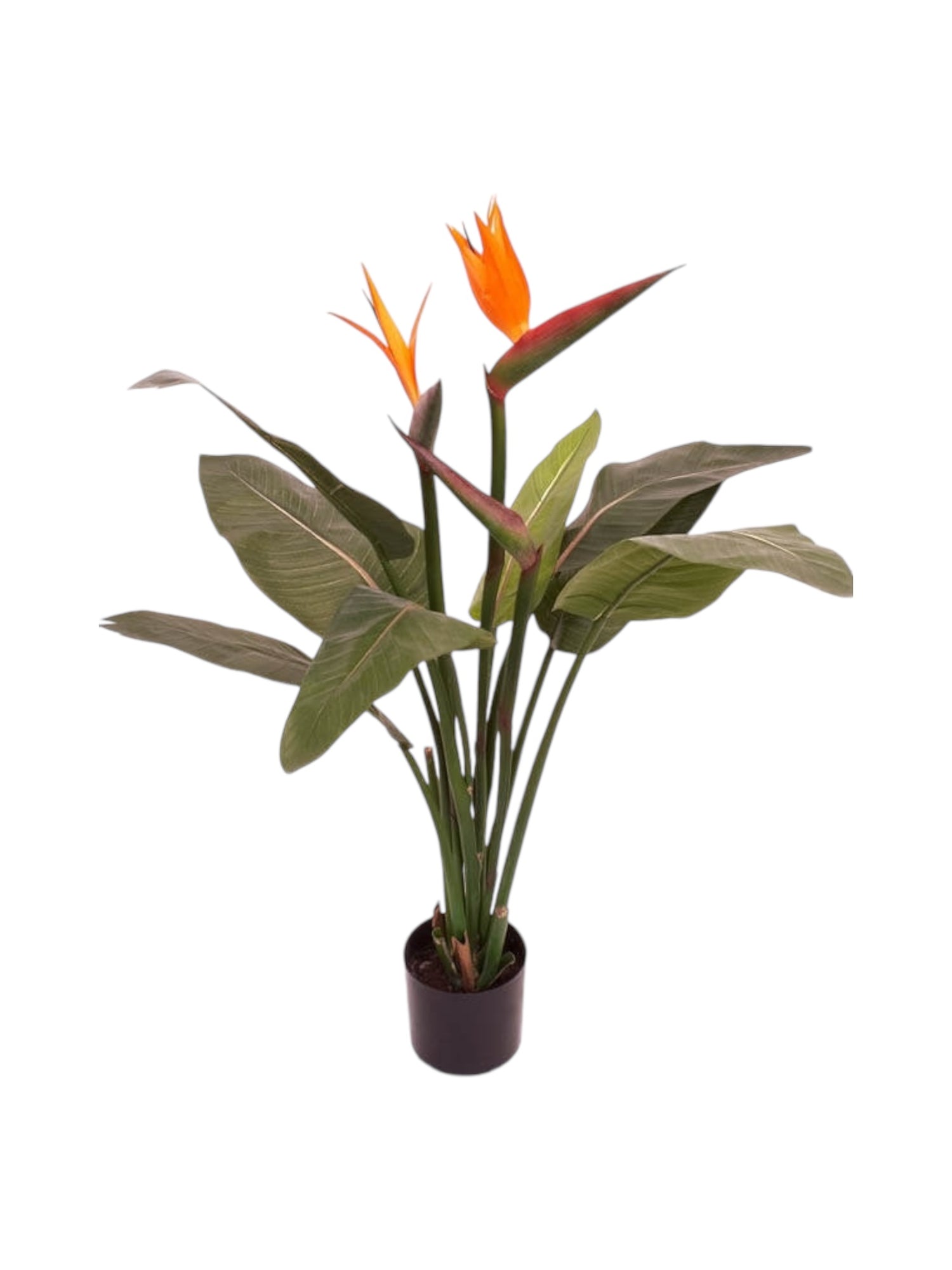 stralitzia plant 90cm