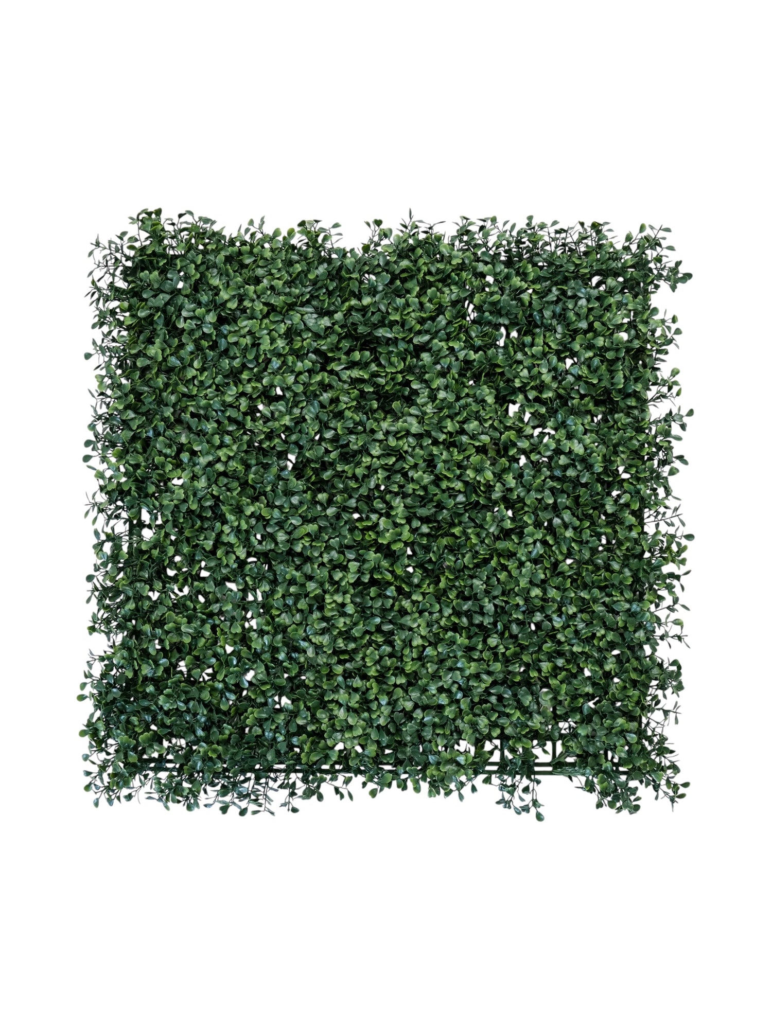 boxwood gr 50x50
