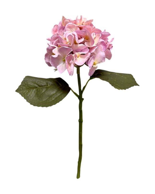 hydrangea small