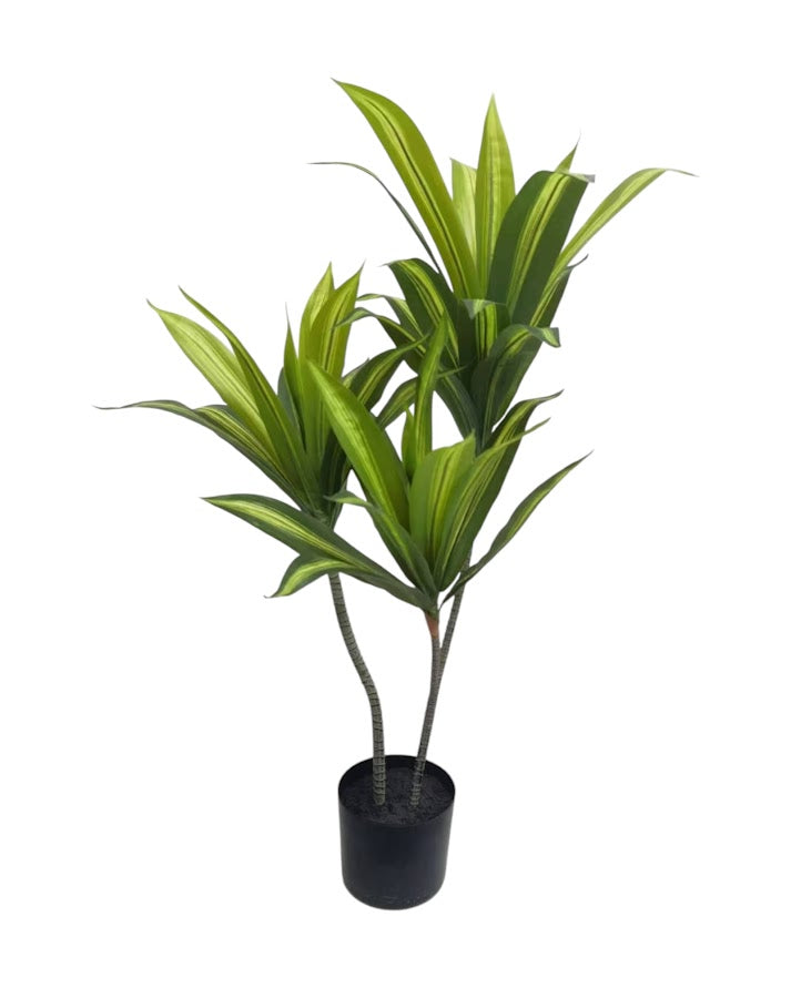 3ft dracaenatree 36lvs