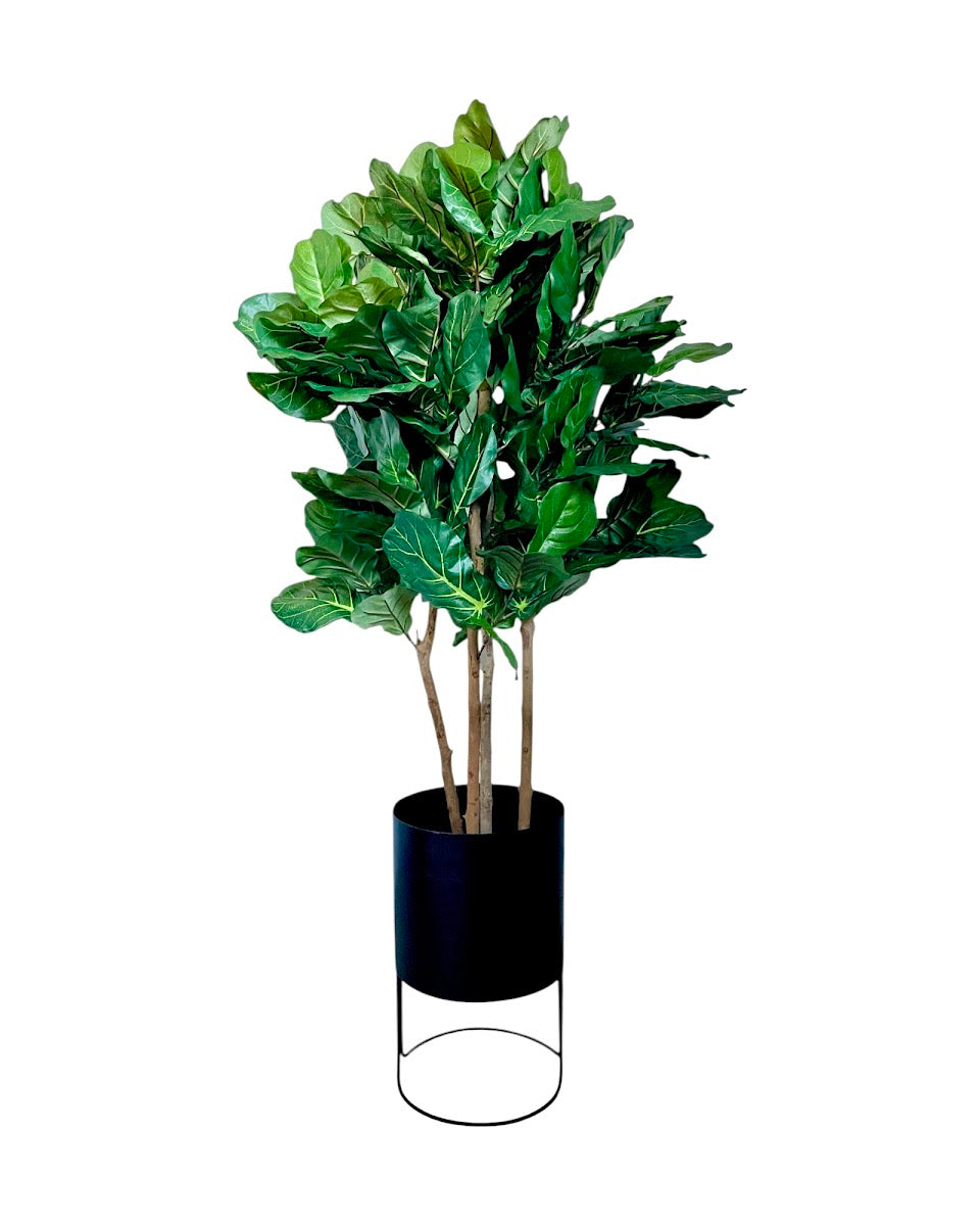 4ft fig tree and black metal round planter