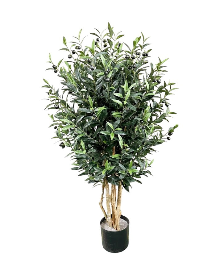 4ft olive tree 120cm