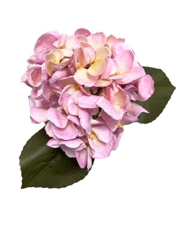 hydrangea small