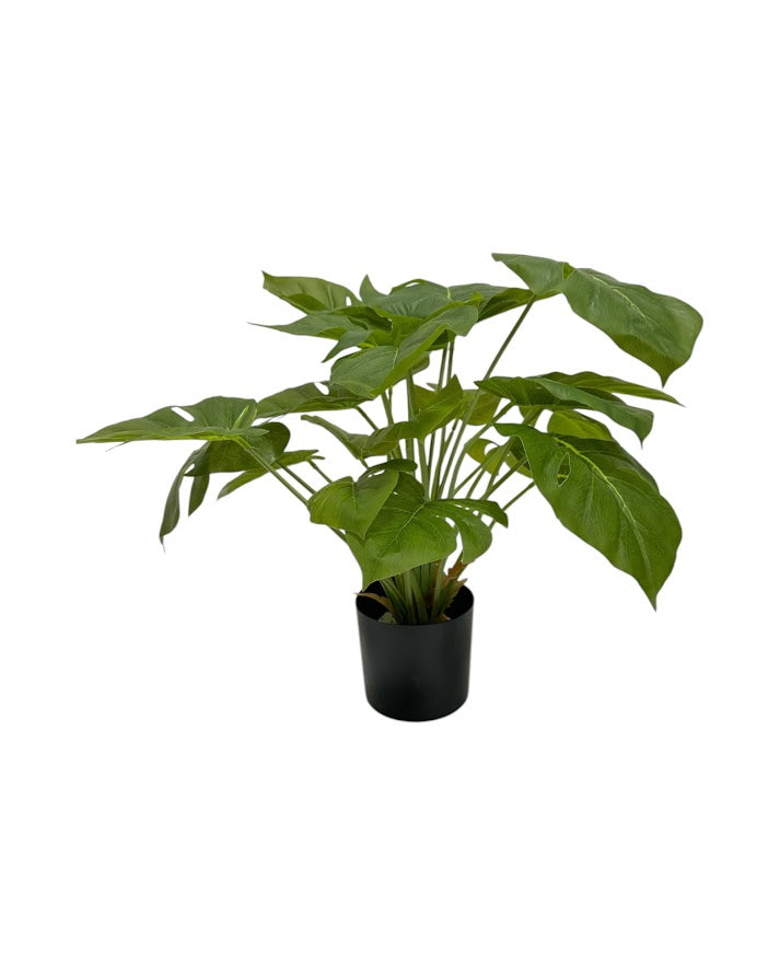 dieffenbachia 18 '' 22lvs