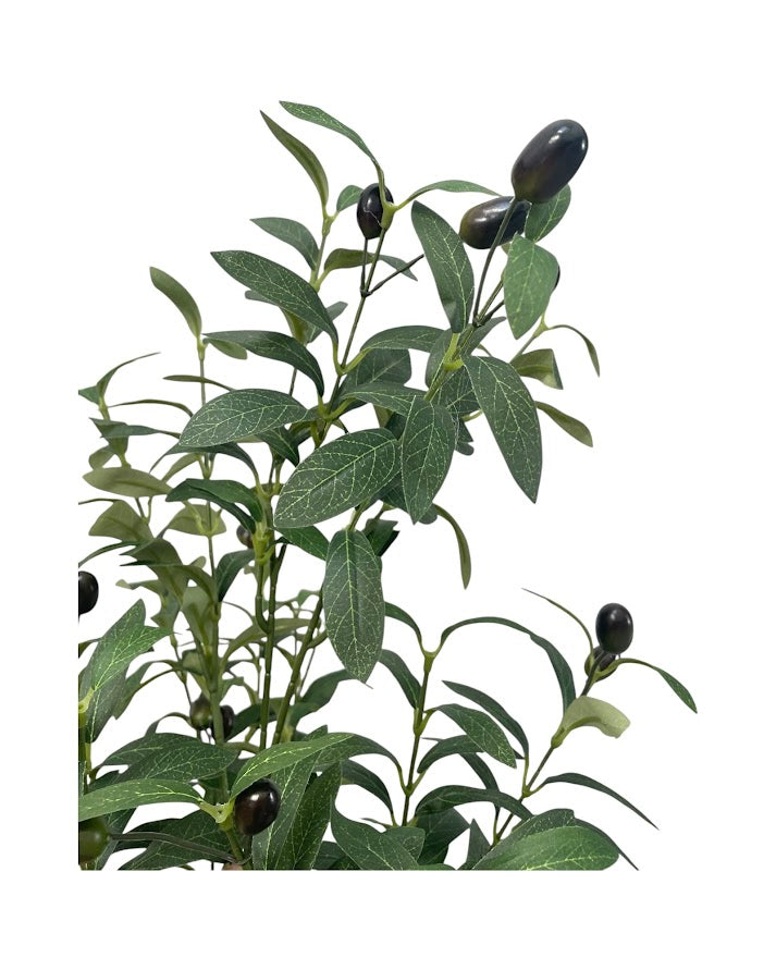 4ft olive tree and black steel planter combo