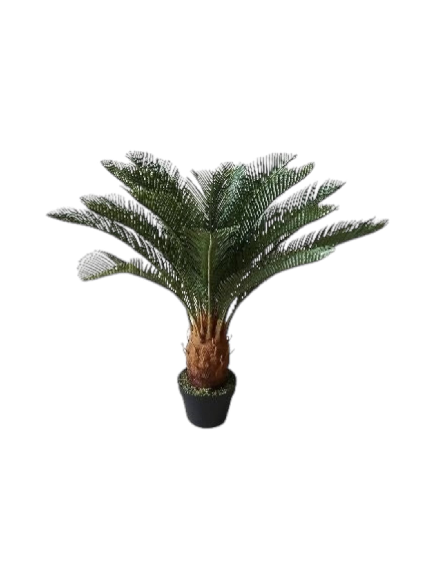 cycad plant