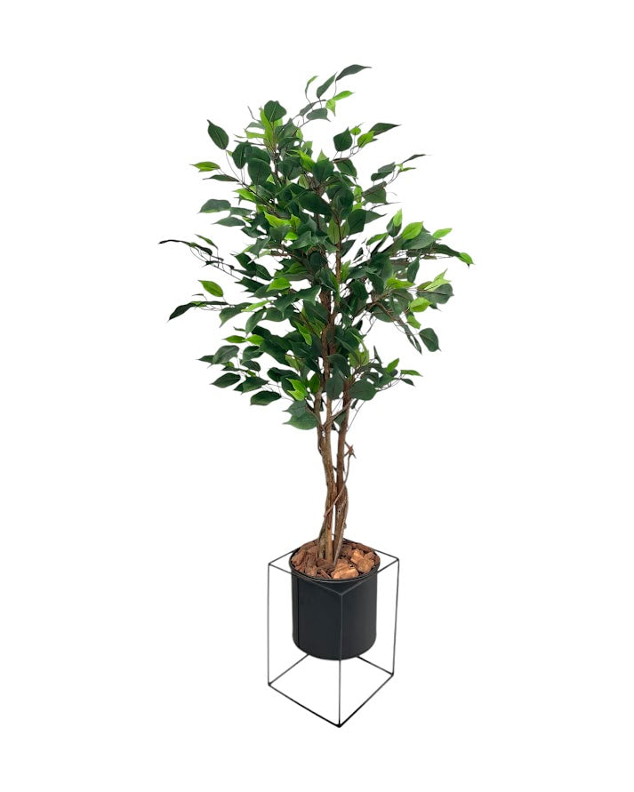 4ft ficus tree and black steele planter combo
