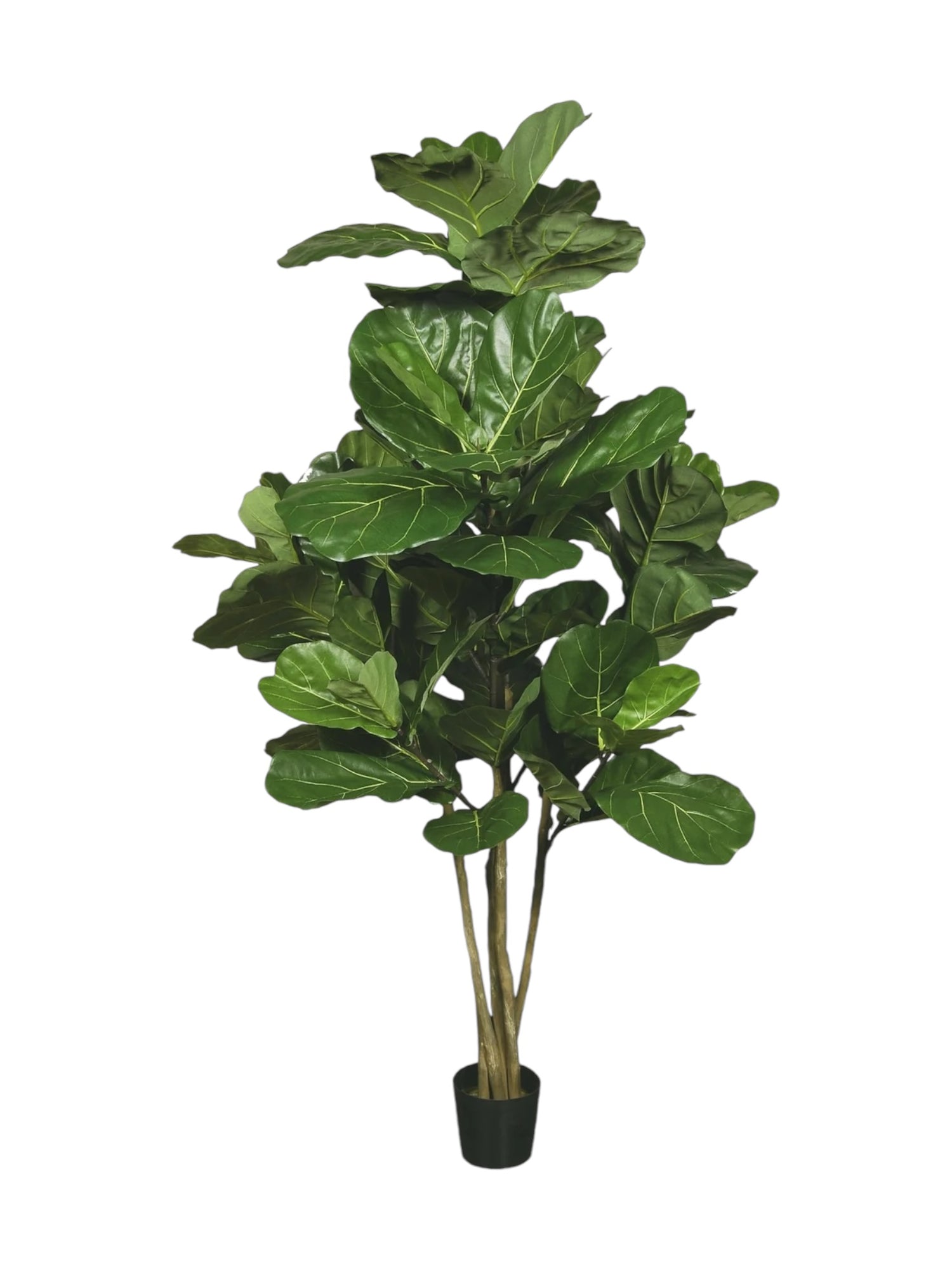 6ft fig leaf tree