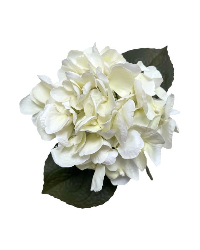 hydrangea small