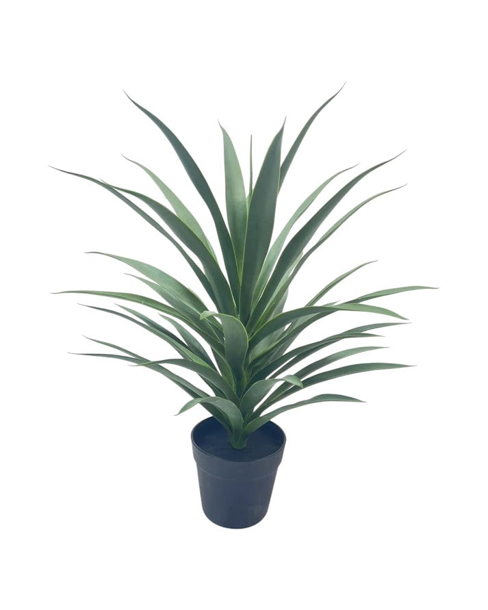 sanseveria potted 4o lvs