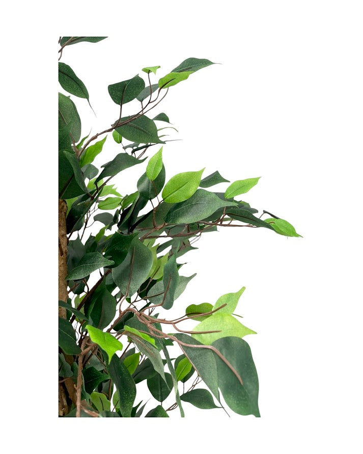 4ft ficus tree and black steele planter combo