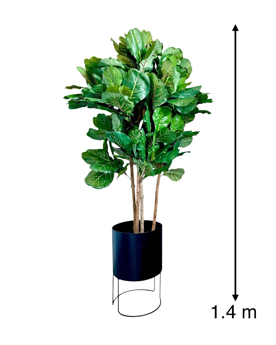 4ft fig tree and black metal round planter