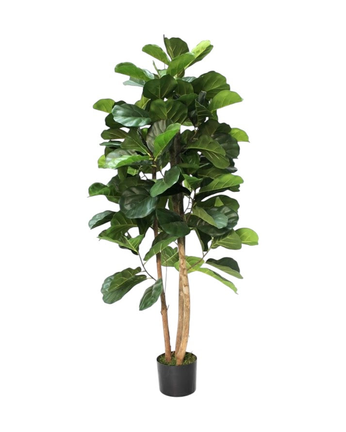5ft fiddle fig tree