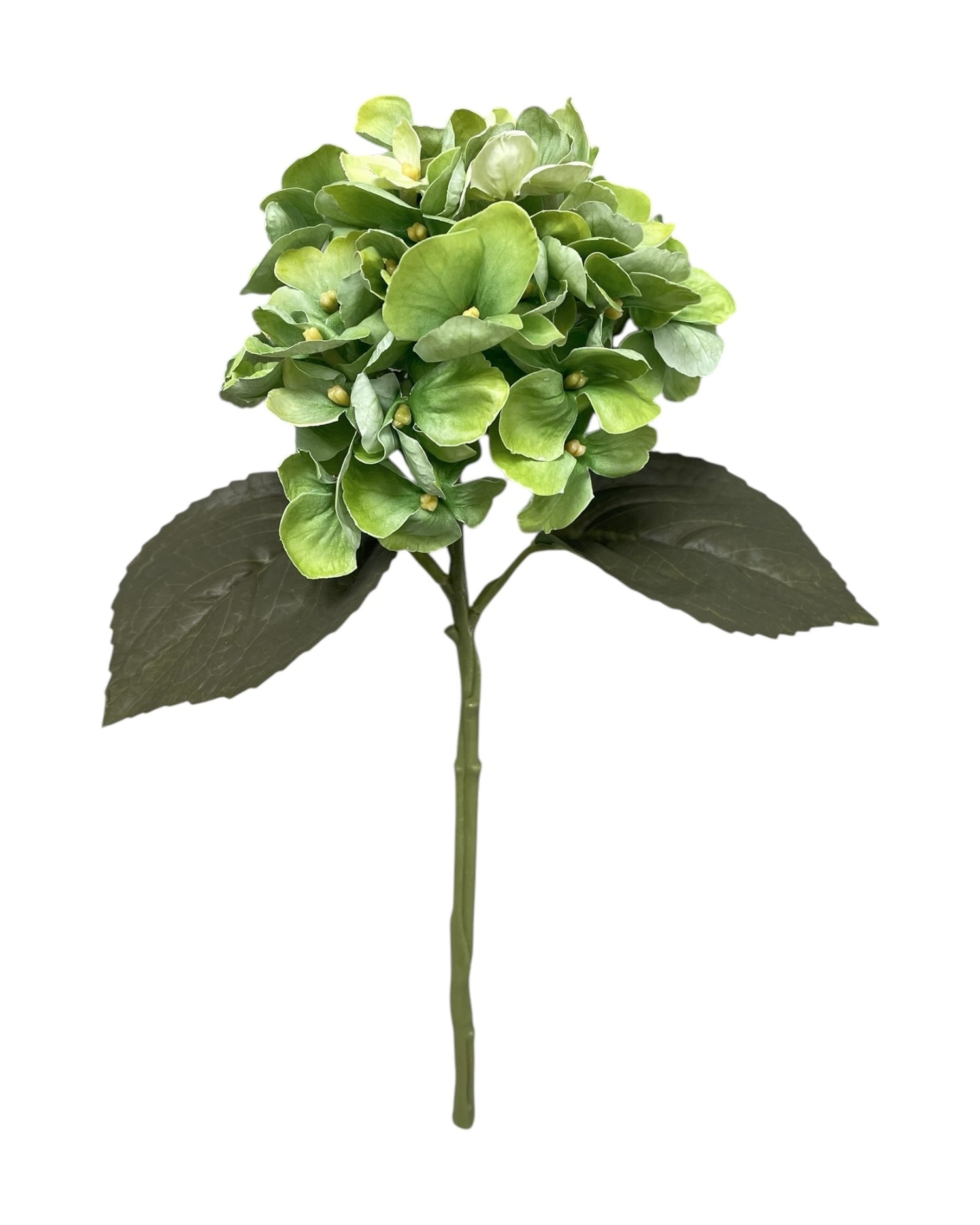 hydrangea small