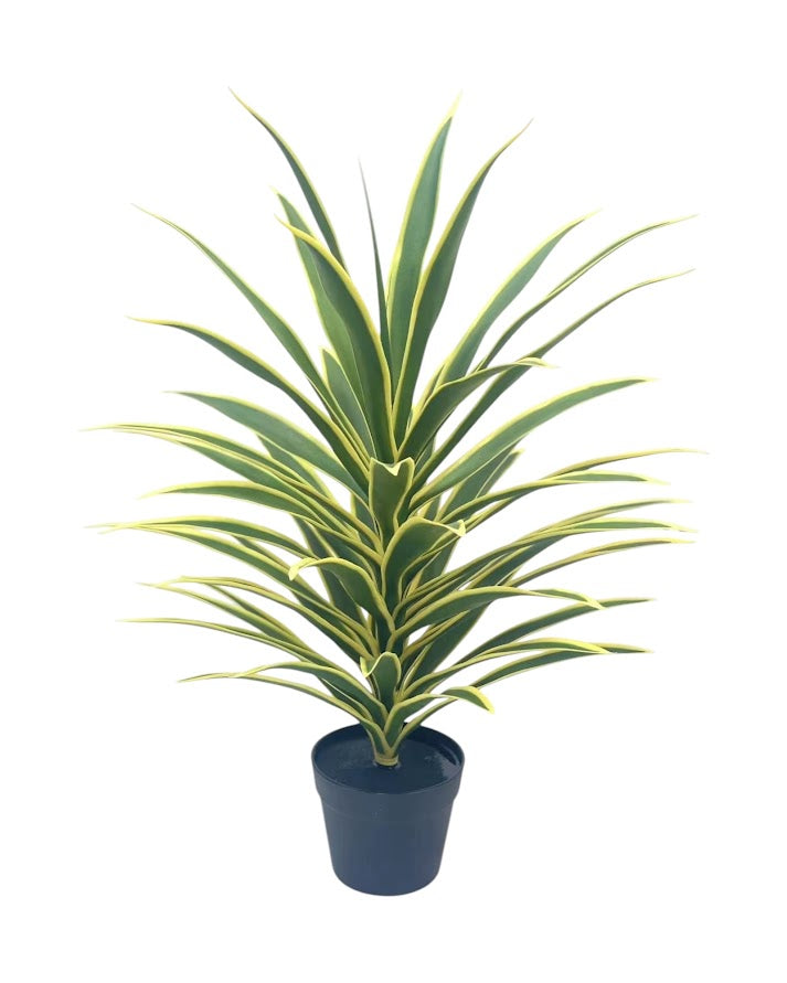 sansevieria potted 53lvs green yellow