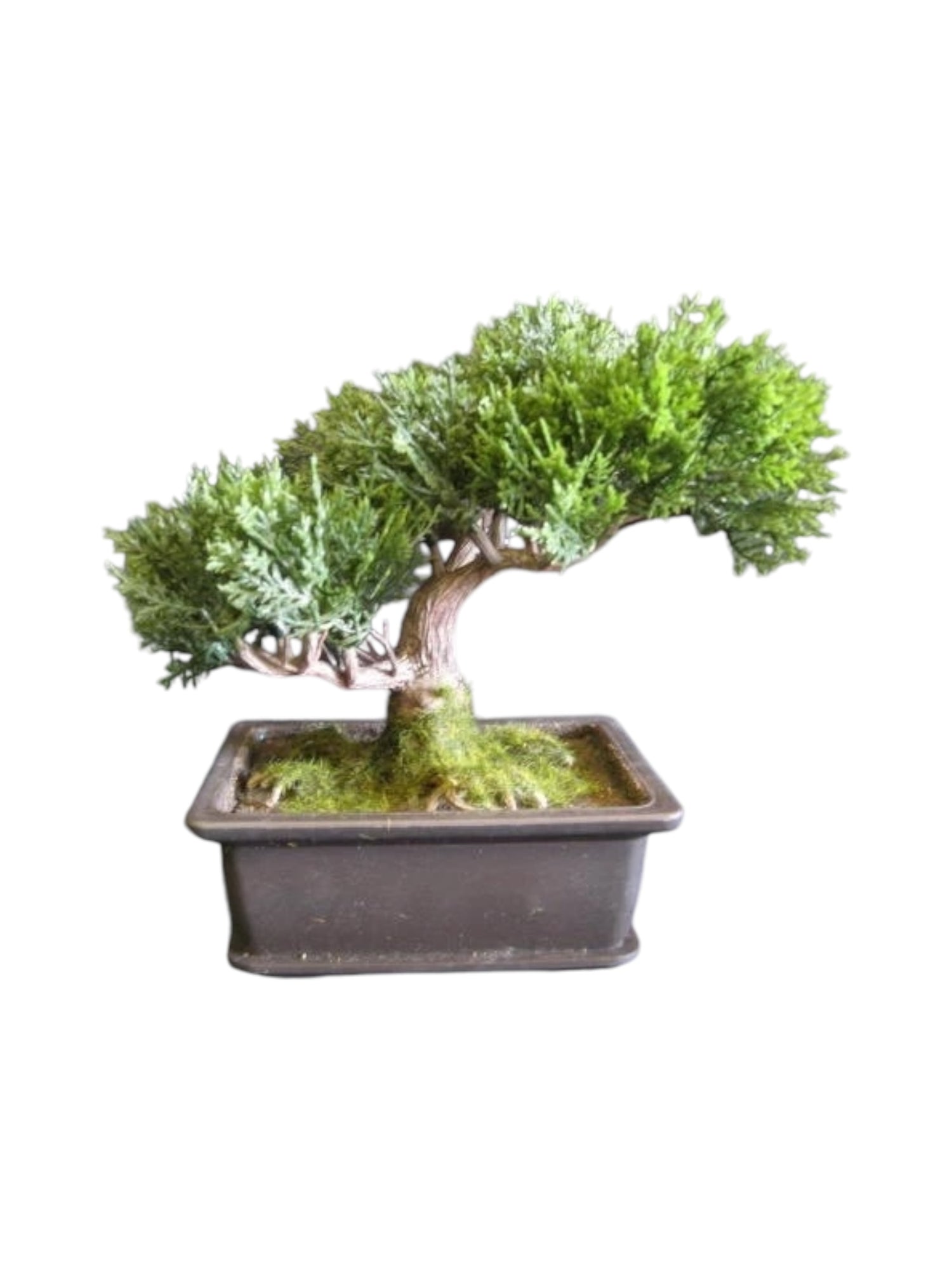 bonsai tree 8''