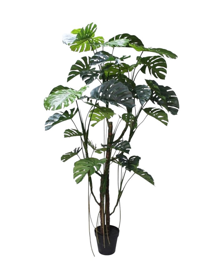 del monstera  2.4m