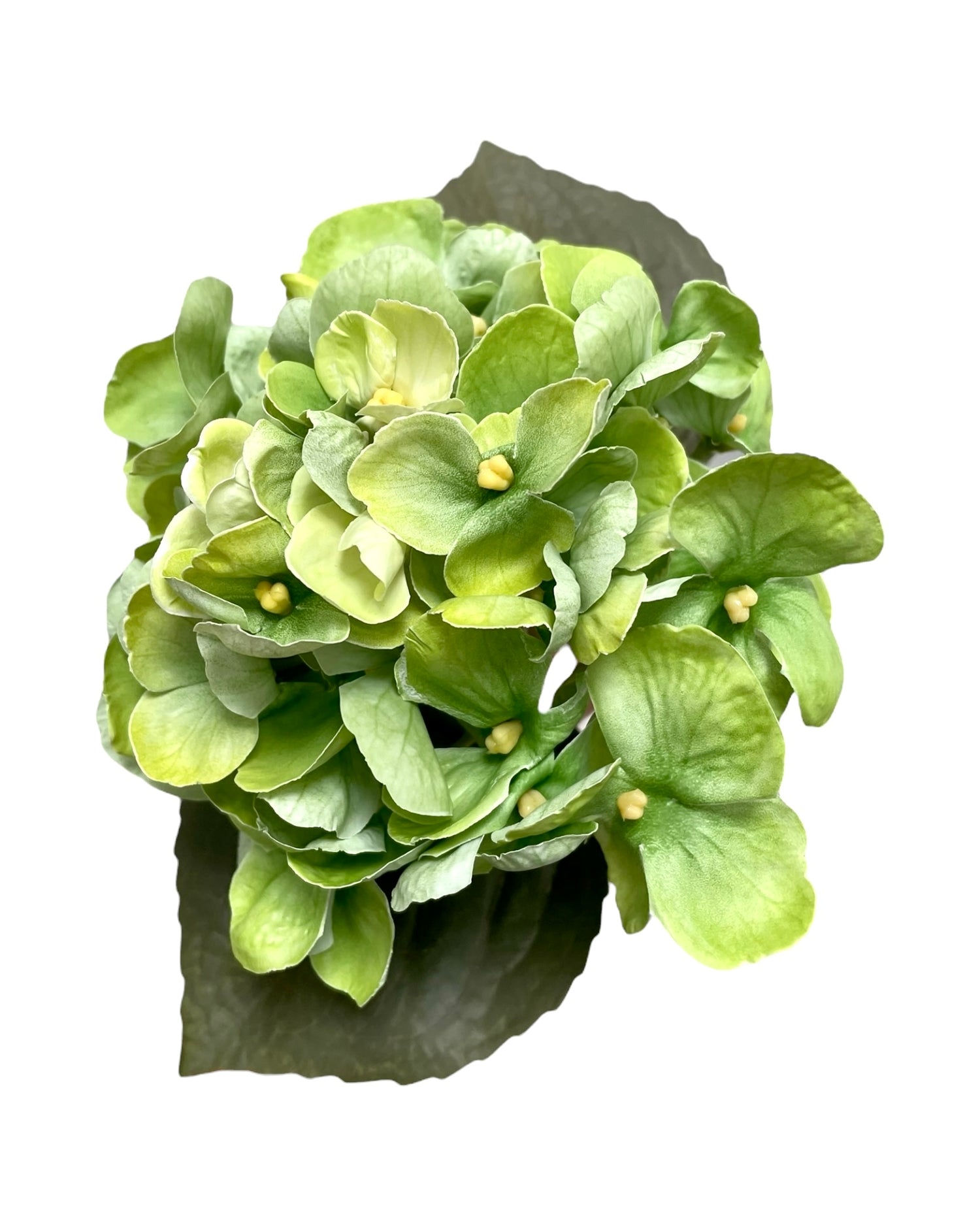 hydrangea small