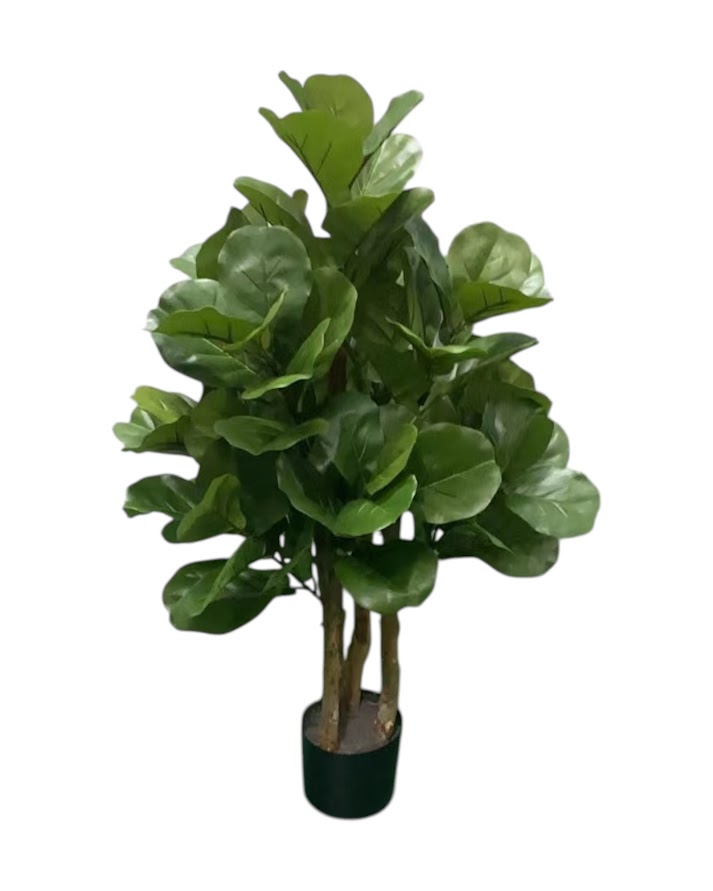 4ft fig leaf tree 96 lvs