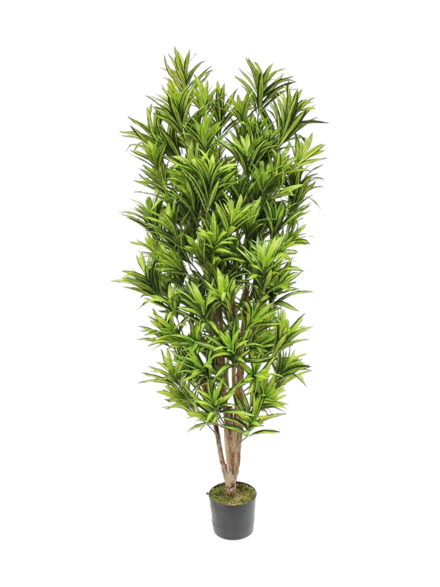 6ft dracaena reflexa
