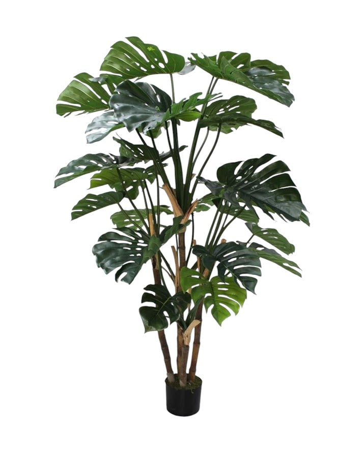 del monstera tree 165cm