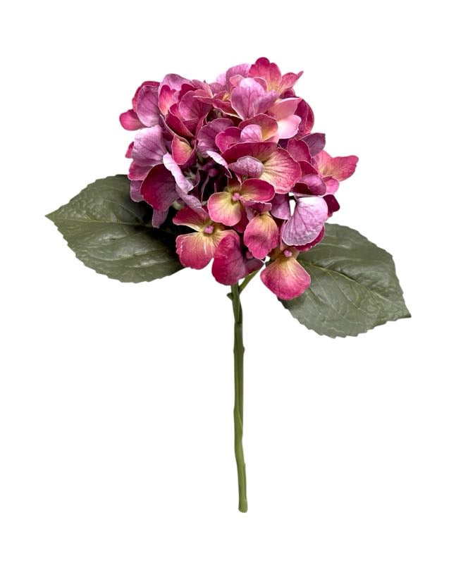 hydrangea small
