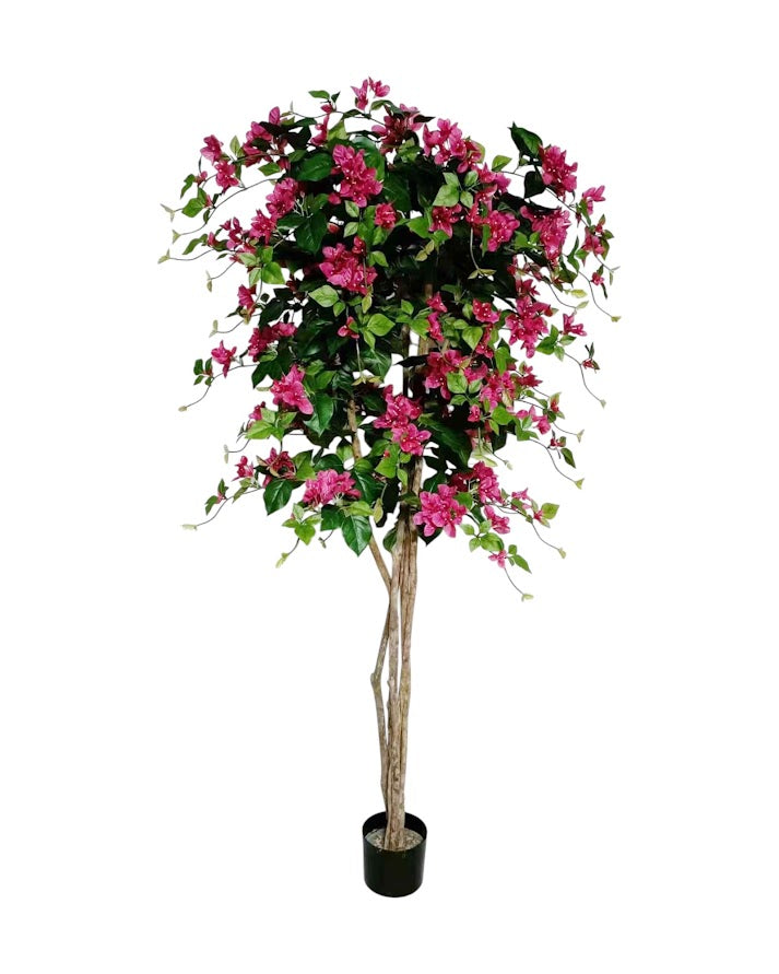 5ft bouganvillia tree 540 lvs