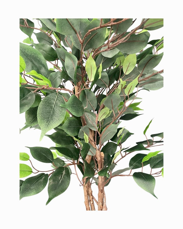 4ft ficus tree and black steele planter combo