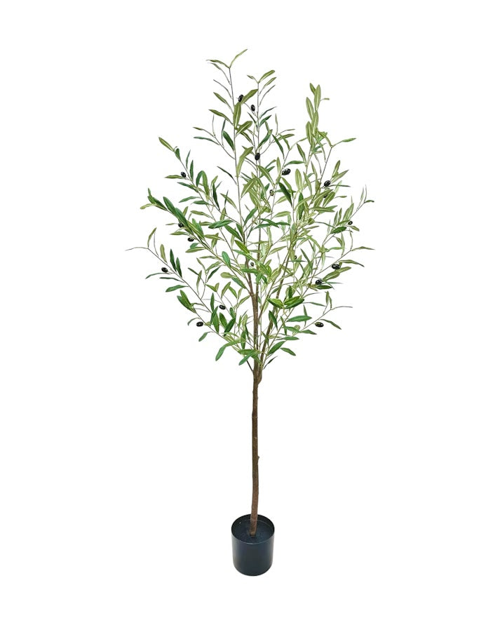 5ft new olive tree 410lvs