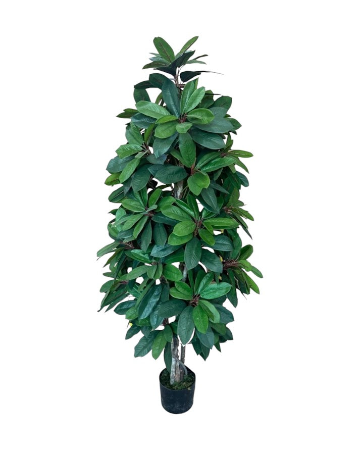 5ft schefflera tree 150cm
