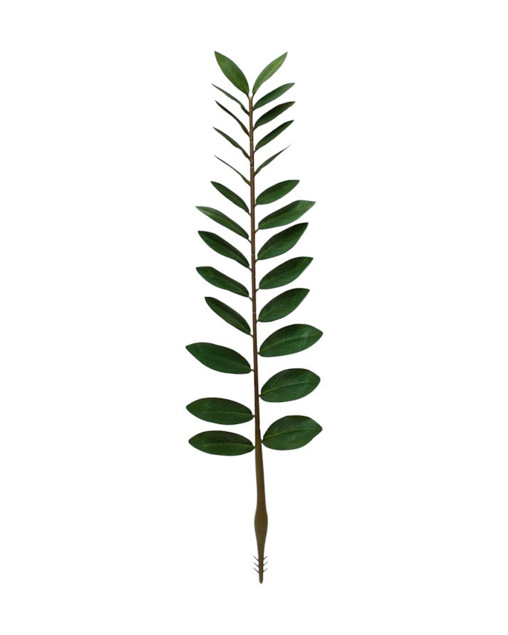 money plant
