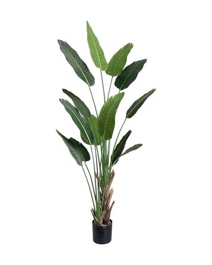 travelers palm royal13lvs 7ft