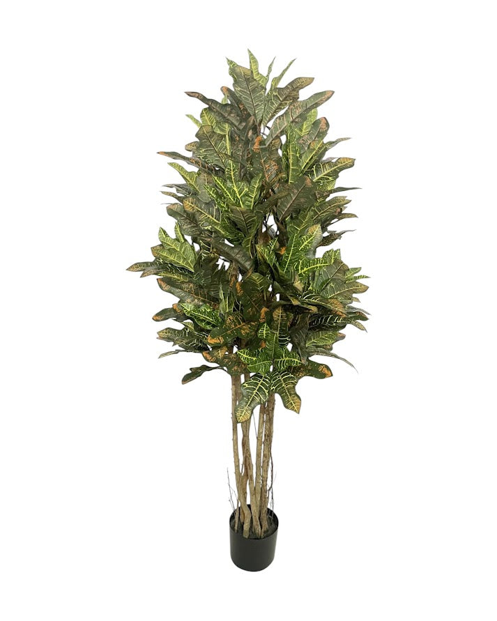 5ft croton