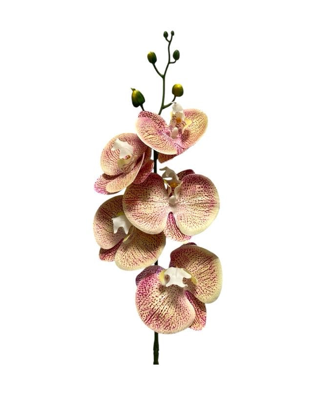 orchid phal t/feel x5