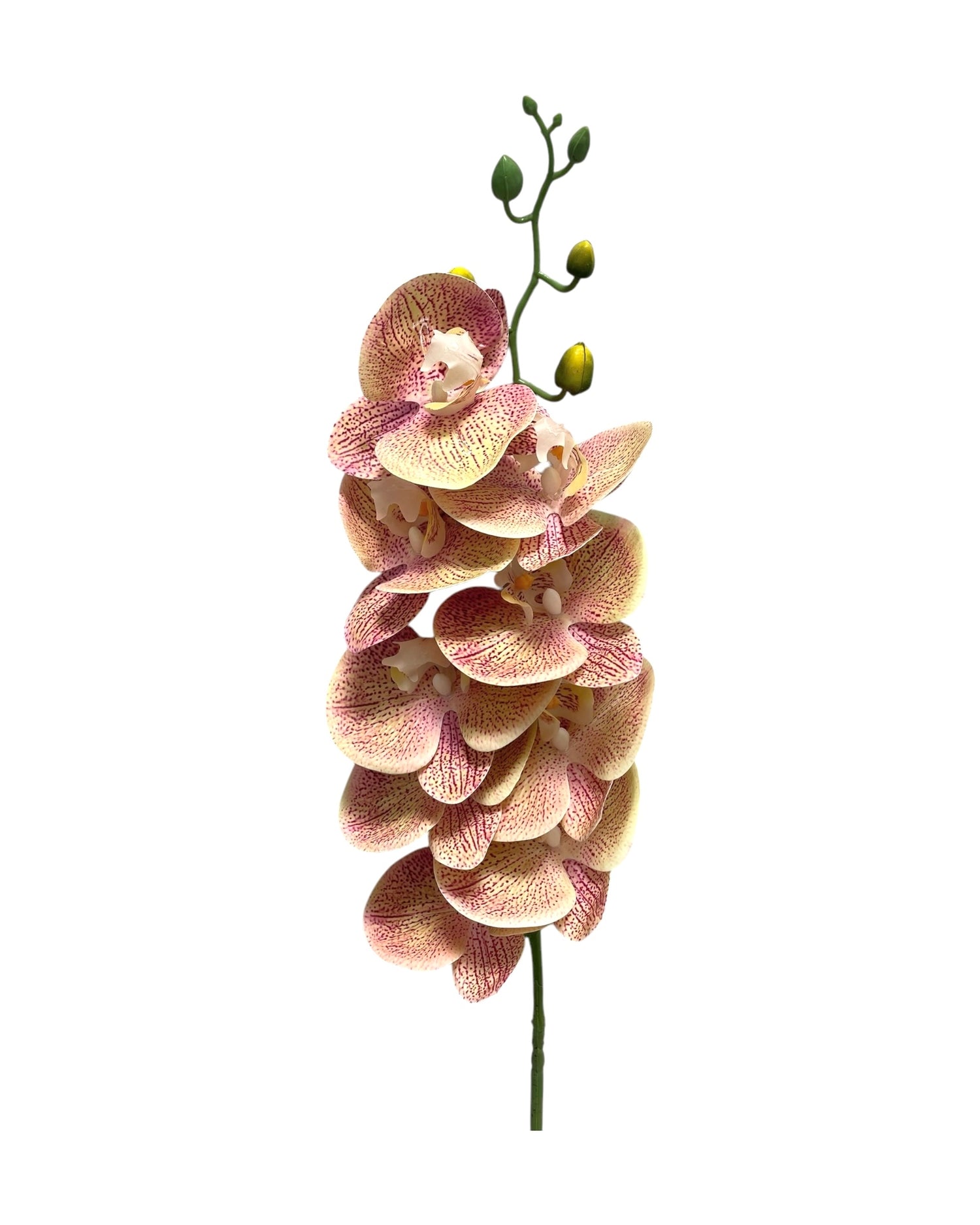 orchid phal t/feel x9