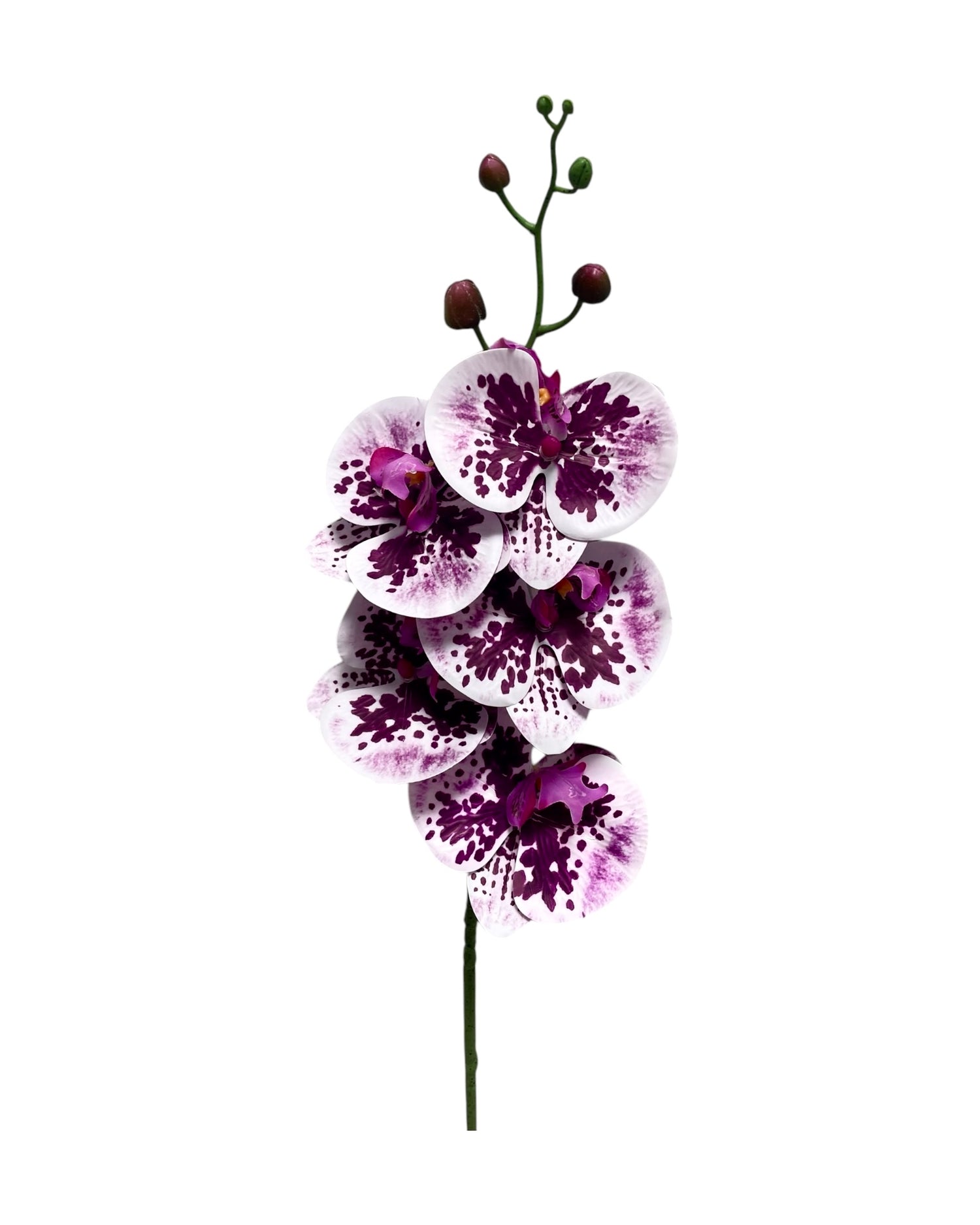 orchid phal t/feel x5