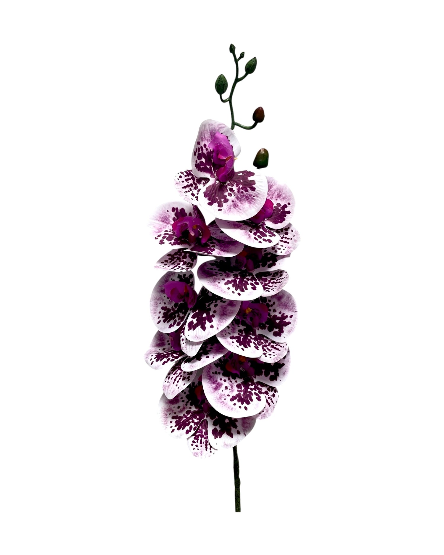 orchid phal t/feel x9